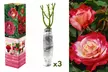 Roses : Dame de Coeur, Joro, Gloria Dei, Queen Of England, Virgo ou Kronenbourgh - Image 3