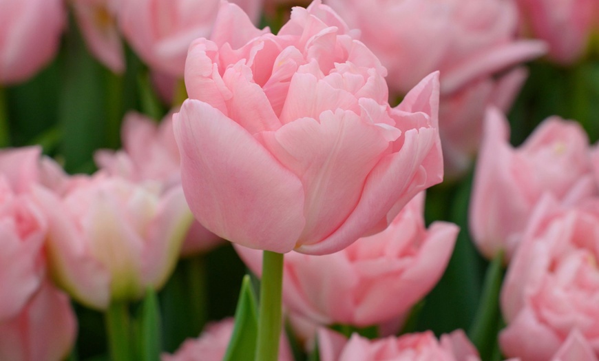 Image 1: 15x oder 25x Tulpen-Blumenzwiebel „Tulipa Dreamer“