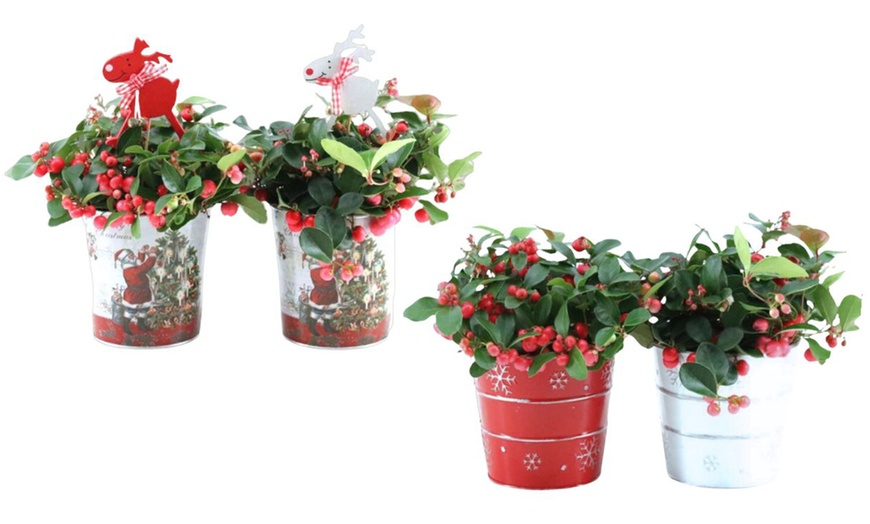 Image 1: Ensemble de 2 Gaultheria 'Big Berry'®