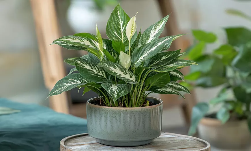 Image 2: Vredeslelie 'Spathiphyllum Diamond'