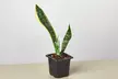 Air Purifying Beauty: The Iconic Snake Plant 'Laurentii' from House Plant Shop with Free Shipping (Up to 15% Off) - Second Medium