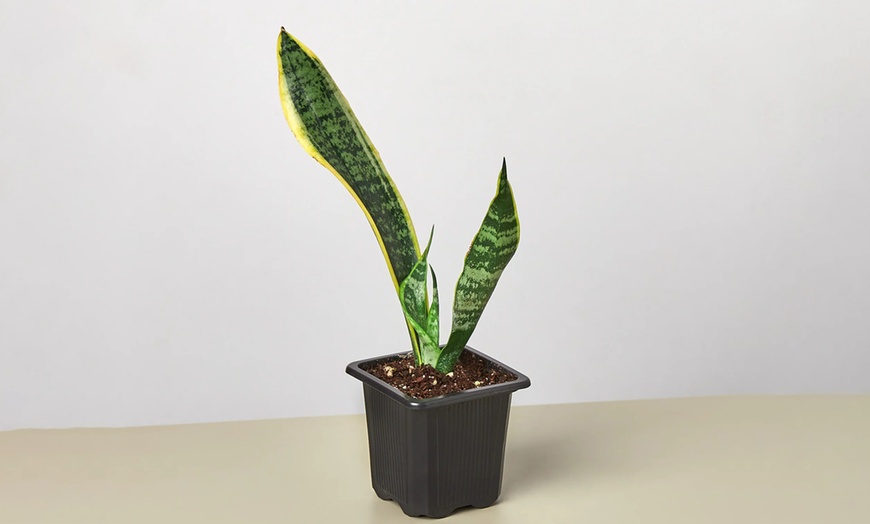 Image 3: Air Purifying Snake Plant 'Laurentii' from House Plant Shop with Free Shipping (Up to 15% Off)