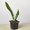Image 3: Snake Plant 'Laurentii' in 3", 4", and 6" Sizes with Free Shipping (Up to 15% Off)