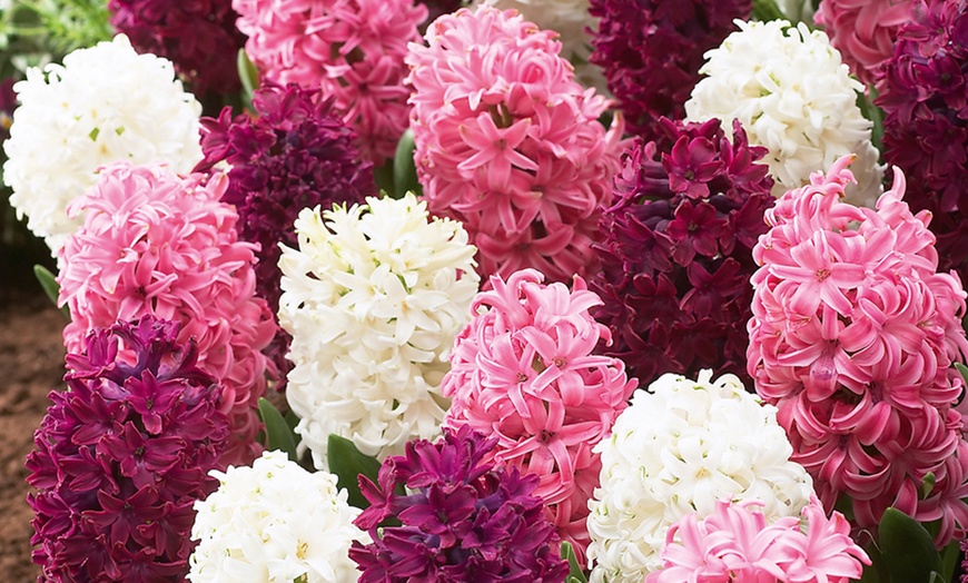 Image 7: Spring Hyacinth Bulb Collections