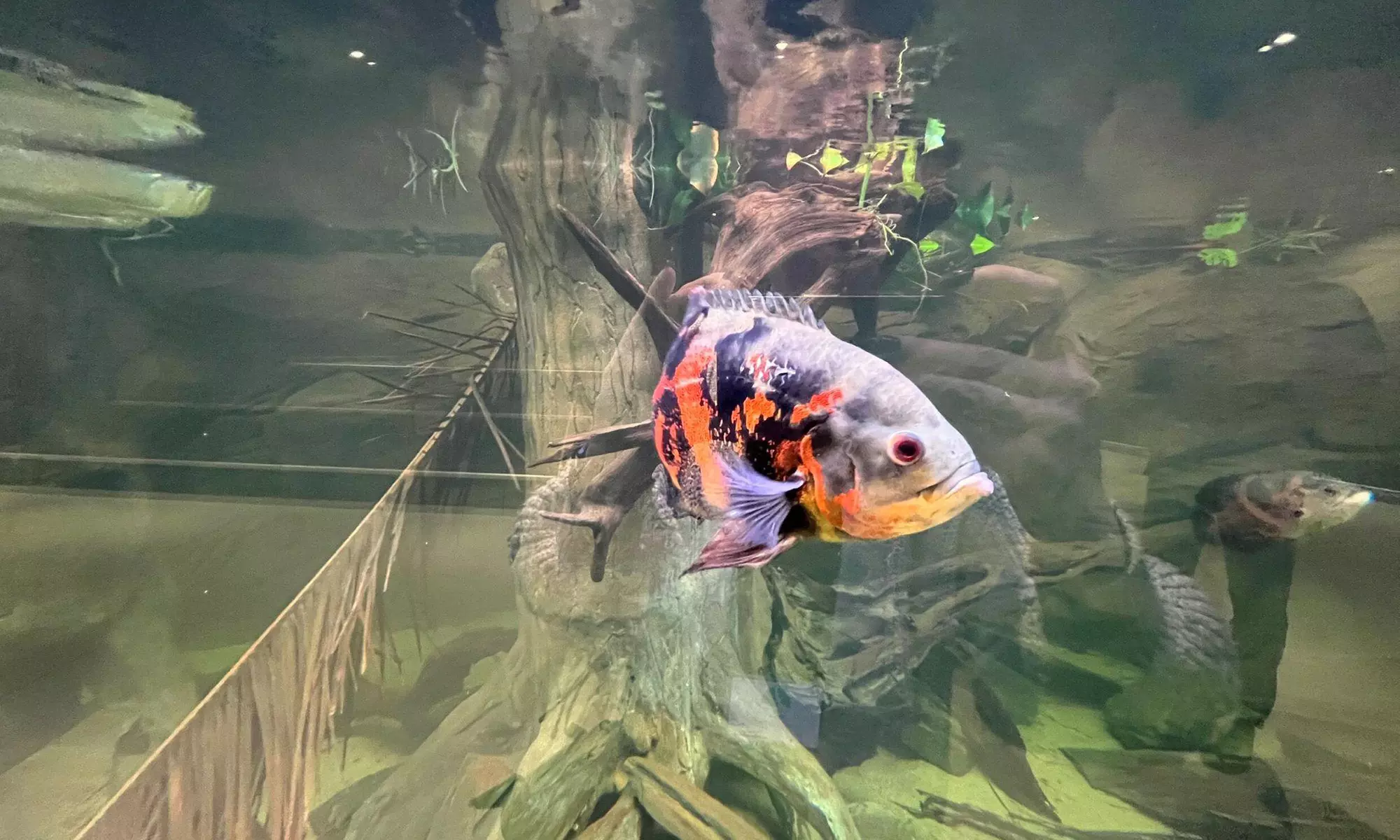 Zobacz z bliska egzotyczne rośliny i zwierzęta: bilety do Egzotarium