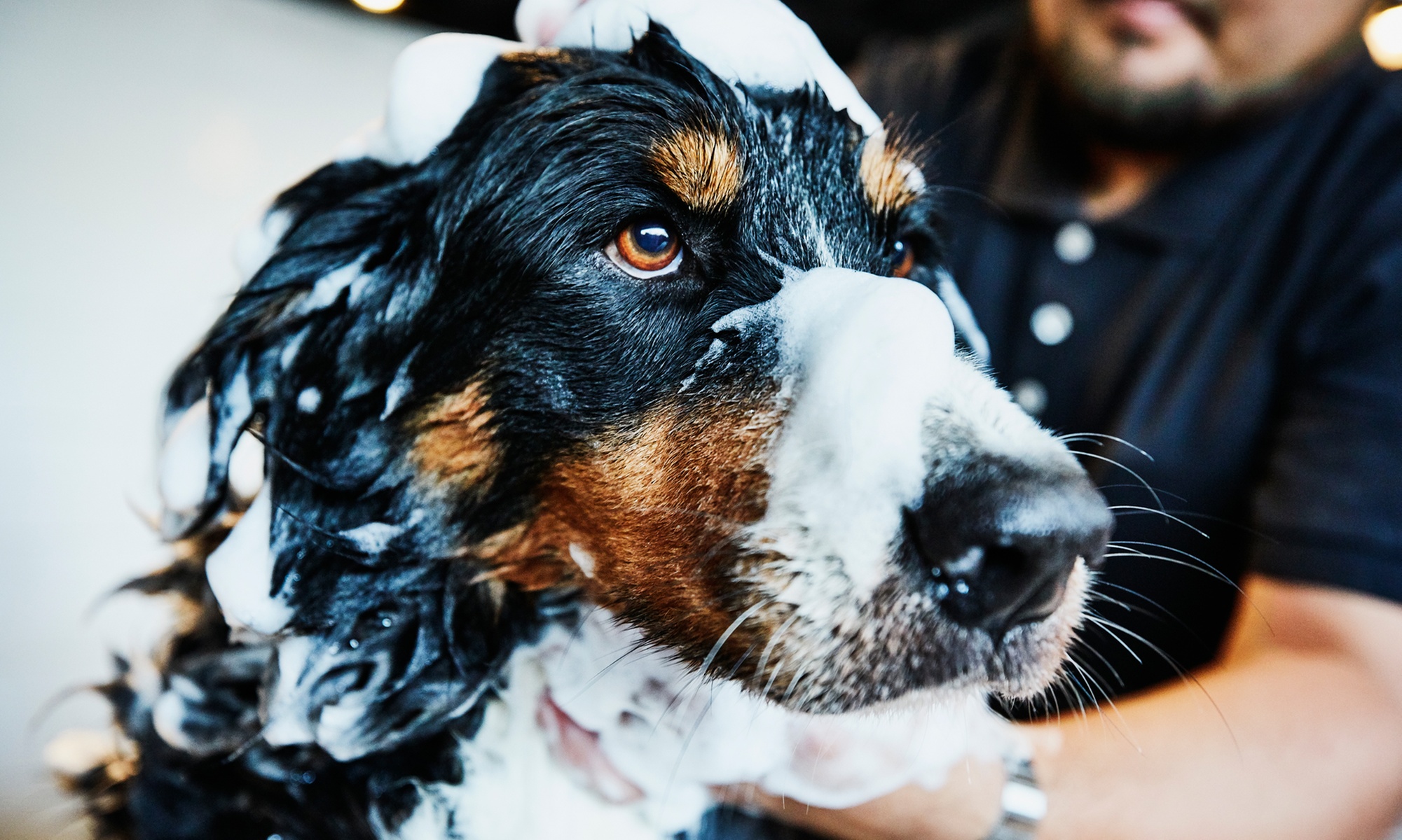 Nail Clipping & Grinding for One Dog or Large or Medium Full Grooming