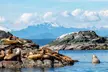 Explore a 4-Hour Wildlife & Whale Watching Journey in Campbell River with 1 Adult / Child Ticket (Up to 20% Off) - Second Medium