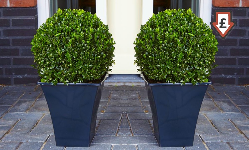 Image 1: Two Topiary Buxus Balls
