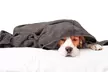 iMounTEK Fluffy Sherpa Dog Blanket Soft, Warm and Protective Pet Throw - Second Medium