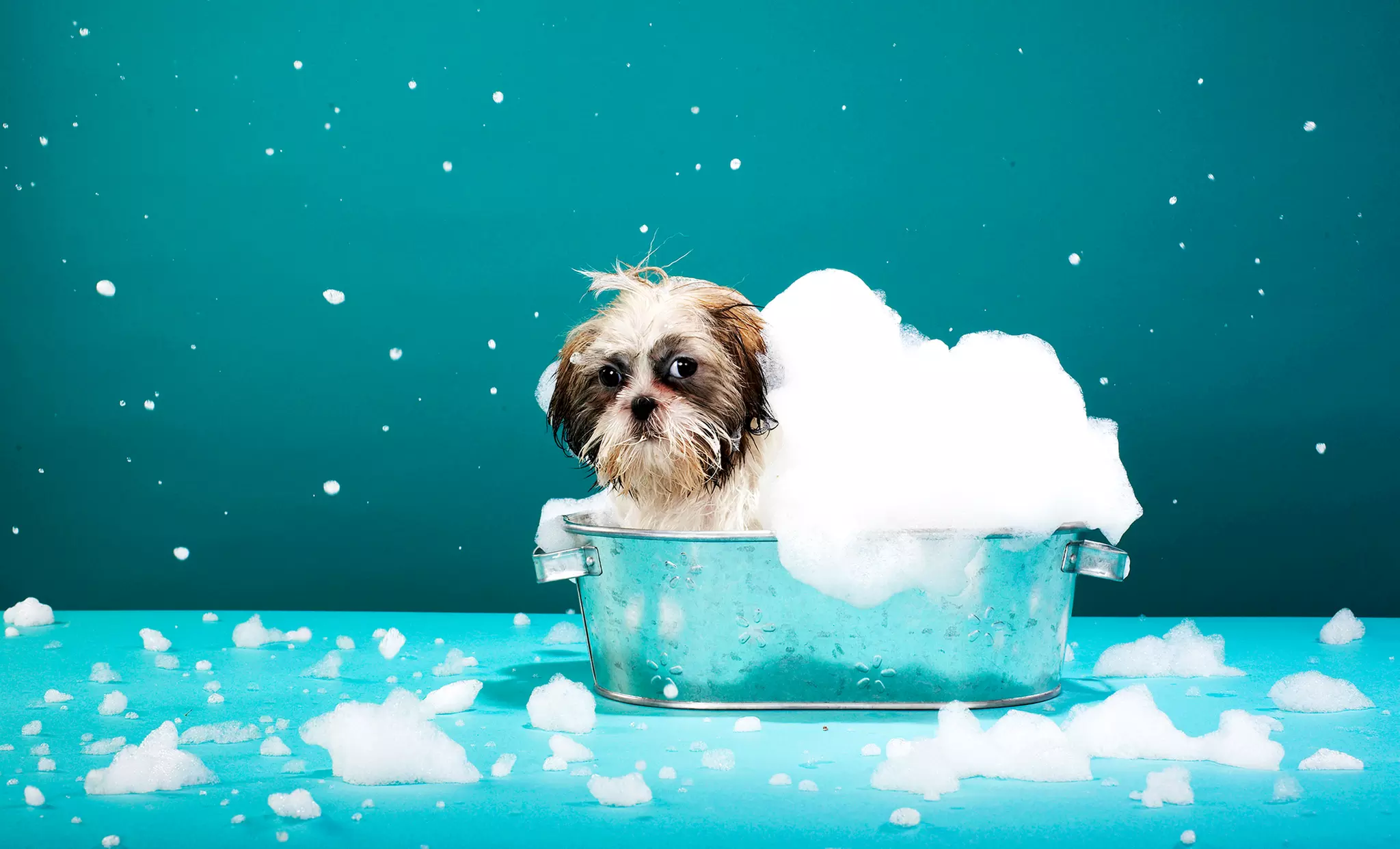 In-Home Dog Grooming from Sit Stay Style (Up to 56% Off). Four Options Available. - Primary Image