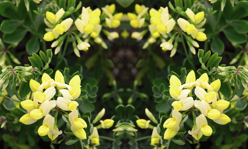 Image 2: Coronilla 'Citrina' 9cm Pot - One, Two or Three Plants