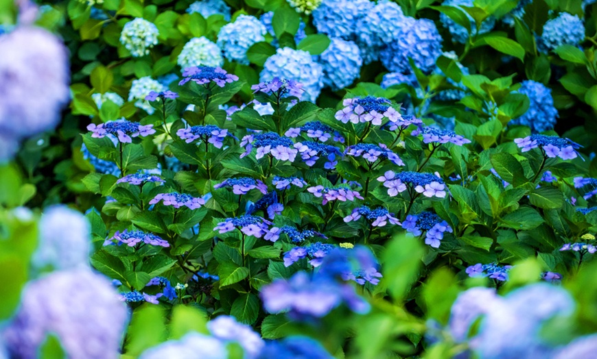 Image 2: Hydrangea Summer Glow