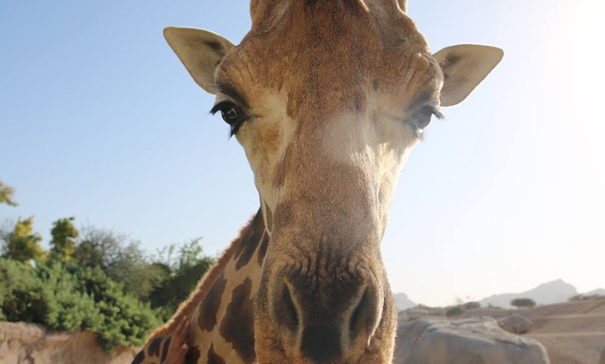 Image 14: Zoo and Learning Centre Entry: Child (AED 8), Adult (AED 25)