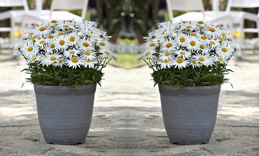 Image 4: One or Three Leucanthemum Madonna Plants