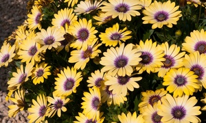  5 or 10 Osteospermum Blue Eyed Beauty Plants 