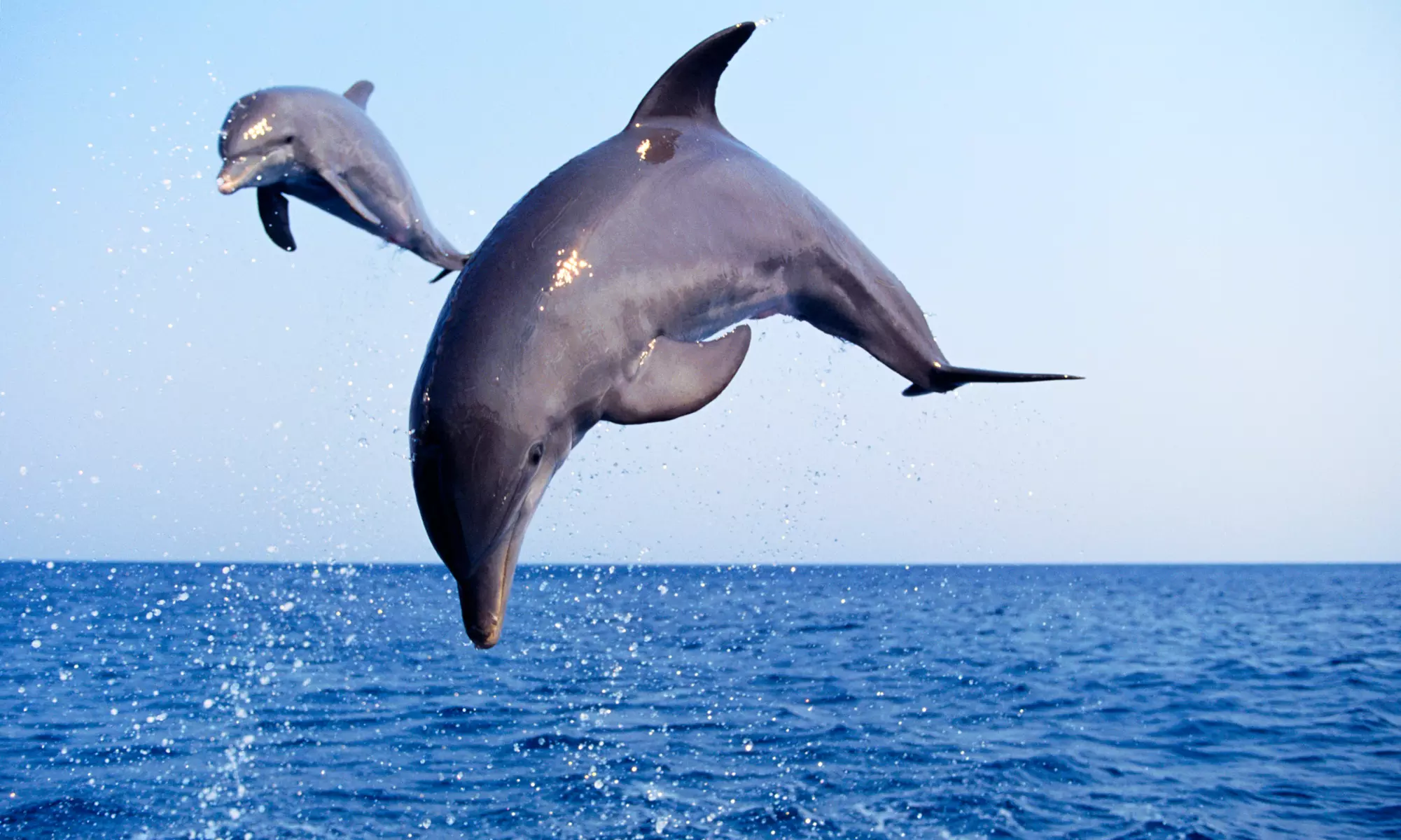 Swimming in the Dolphin and Manatee Lagoon for One, Two, or Four at Dolphin Family Tours (Up to 51% Off)   - Primary Image