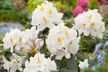 3er-Set Rhododendron - Second Medium