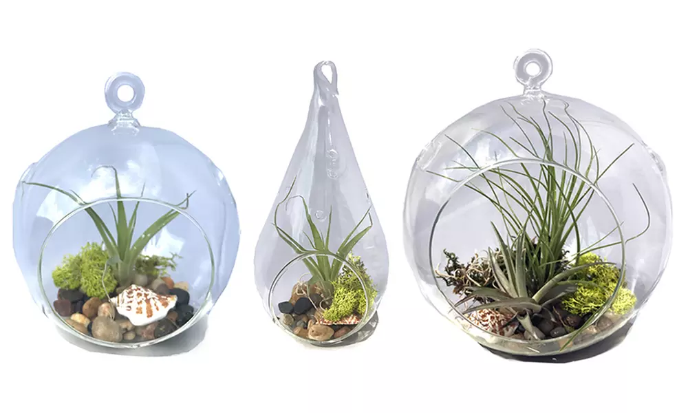 Glass Terrarium Kits with Tillandsia Air Plant - Primary Image