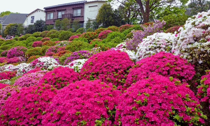 Image 2: Set de plantas de Azalea Enana