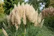 3er- oder 6er-Set Pampasgräser "Cortaderia selloana" in Weiß oder Rosa - Second Medium