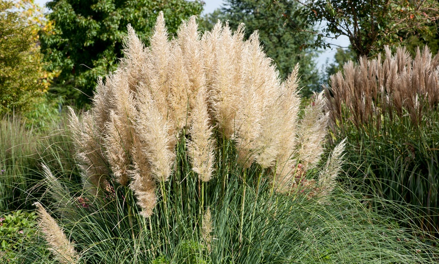 Image 2: 3er- oder 6er-Set Pampasgräser "Cortaderia selloana"