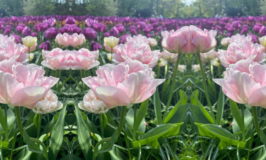 Image 1: Fragrant Tulip Angelique Up to 64 Bulbs