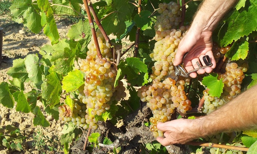 Image 7: Visita a bodega con cata de 3 vinos