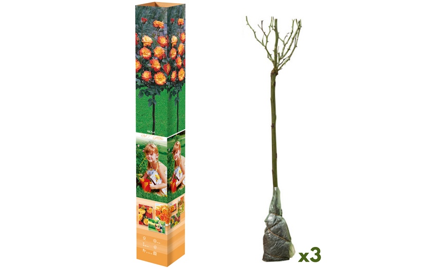 Image 9: 3 o 5 piante di rose da giardino