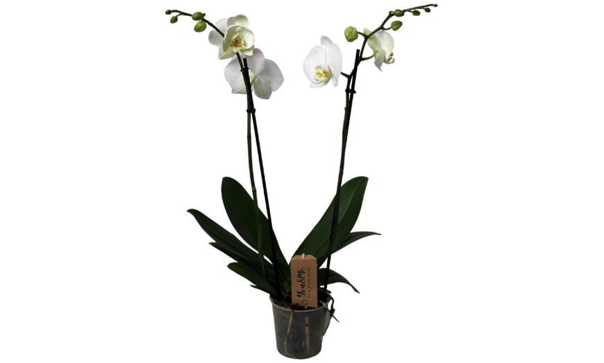 Image 9: Pianta di Phalaenopsis o orchidea falena