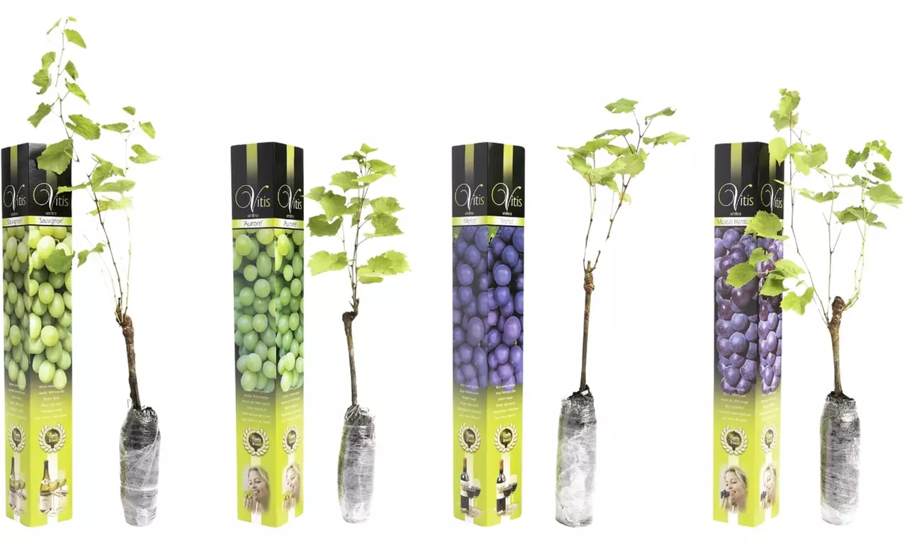 Set de 2 Plantas de Uva, Toque Francés para tu Jardín - Second Medium