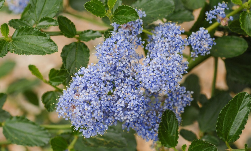 Image 3: Ceanothus Thyrsiflorus Repens Plant