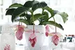 1 ou 2 plants de Medinilla Magnifica Pinatubo 35-45 cm, livrés en pot - Second Medium