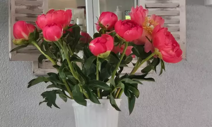 Powder-Brows-Behandlung inkl. Nachbehandlung für makellose Augenbrauen