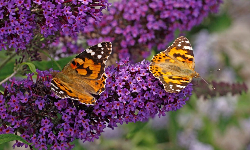 Image 2: 3 ou 6 plantes Buddleia de David