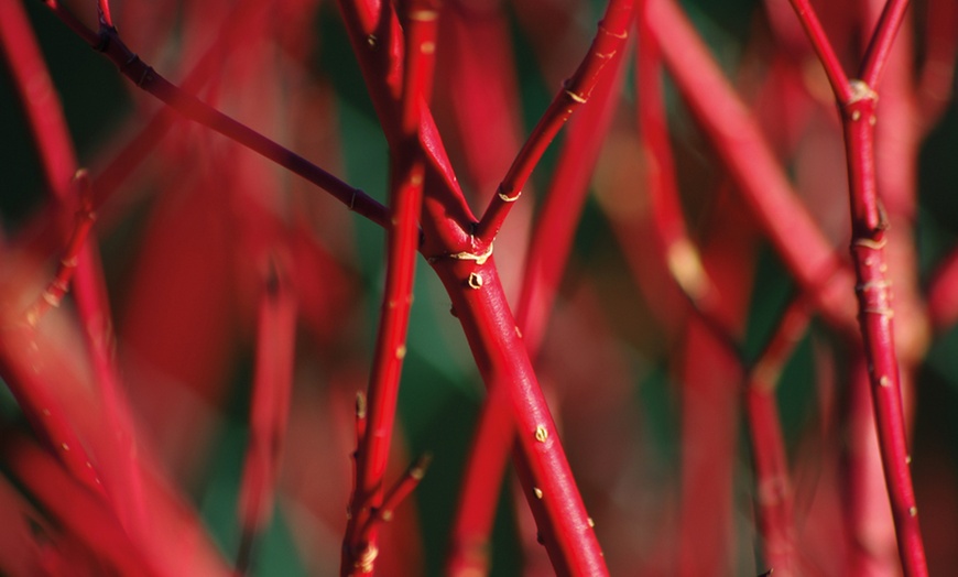 Image 4: Cornus Winter Stems Collection