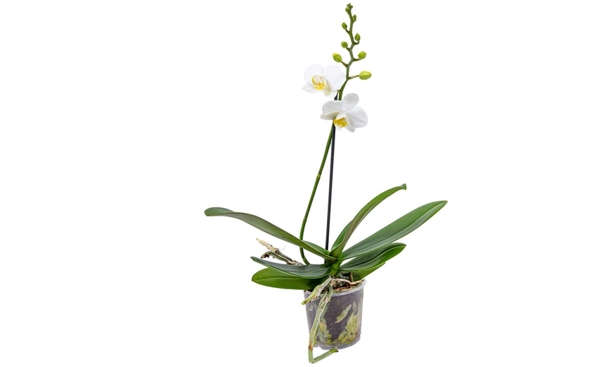 Image 9: Moth Orchid