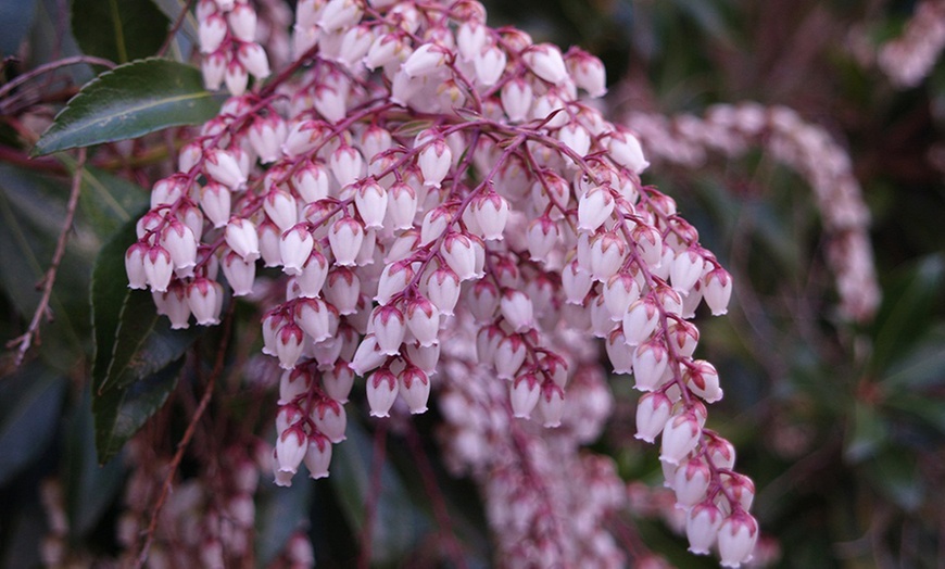 Image 3: 5-Plant Evergreen Pieris Plants