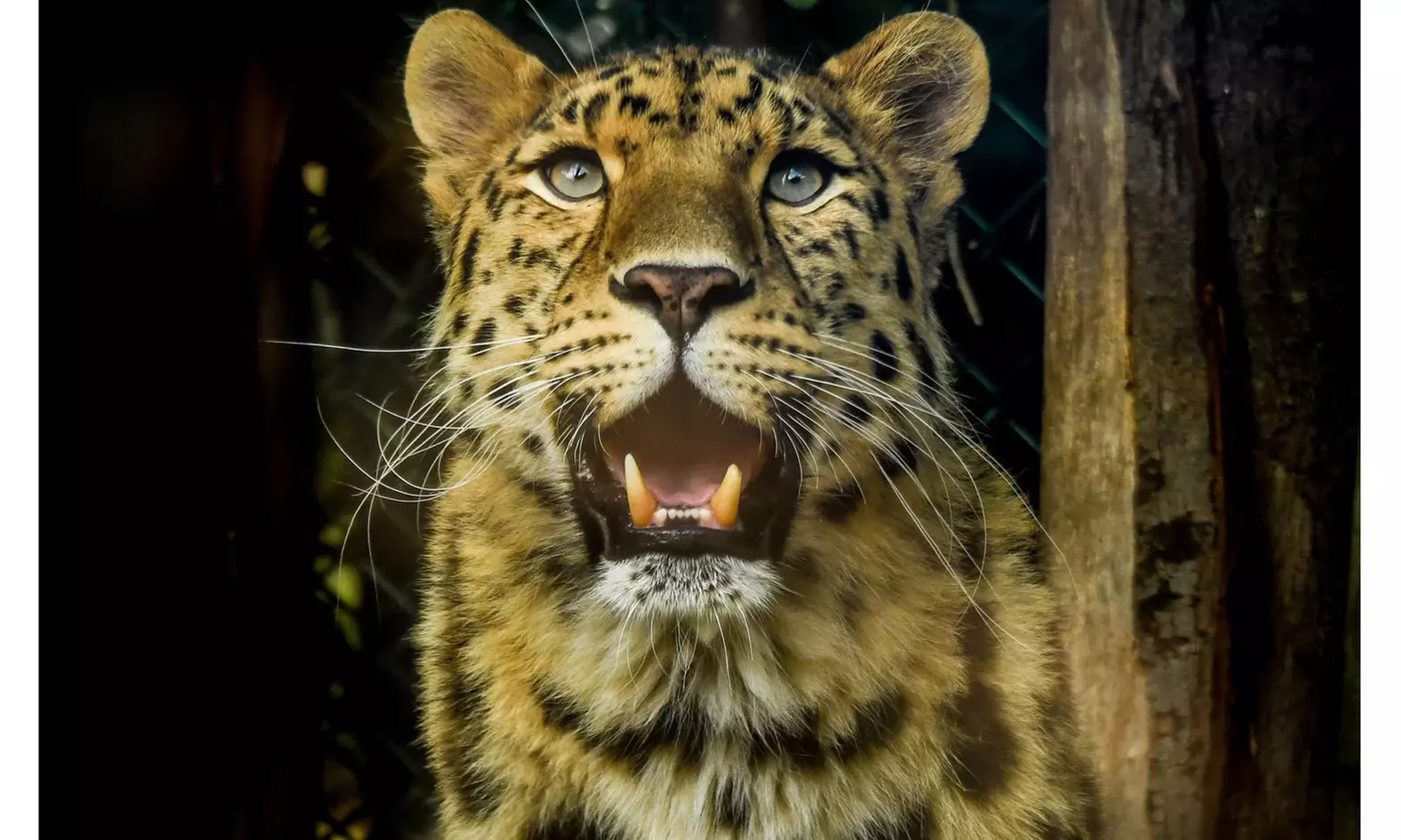 Billet adulte ou enfant valable du 8 juillet au 30 aout 2024 ( en semaine) pour Bellewaerde Park - Second Medium