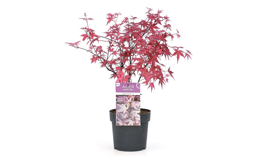 Image 2: Plante Acer Palmatum Mystic Jewel