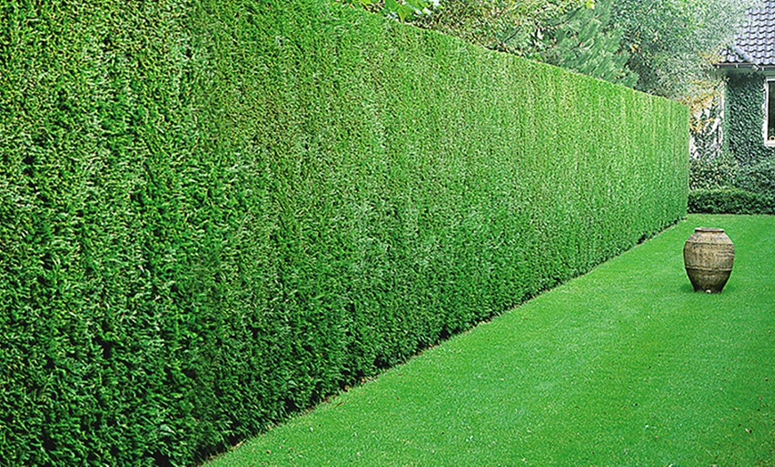 Five Leyland Cypress Hedge Plants | Groupon Goods