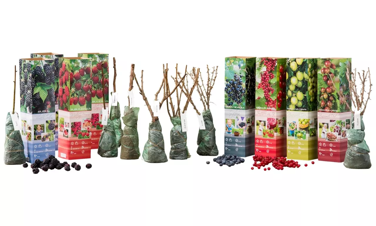 Set di 4 o 8 piante di ribes e lampone