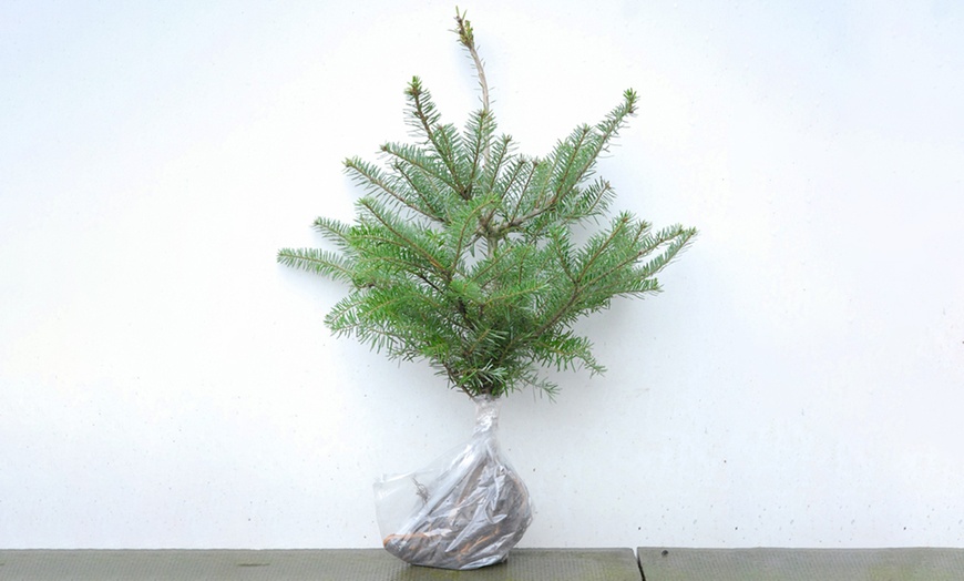 Image 3: Hardy Korean Bare Root Fir Tree