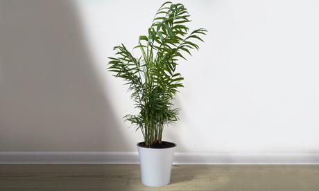 Set di 2 palme tropicali Parlour Palm Chamaedorea Elegans, con spedizione gratuita