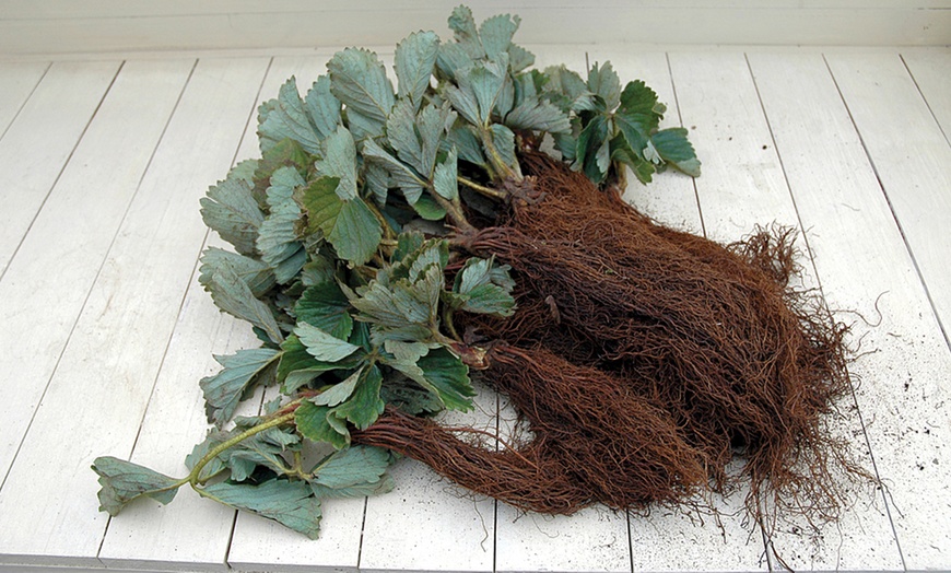 Image 2: Climbing Strawberry Skyline Plants