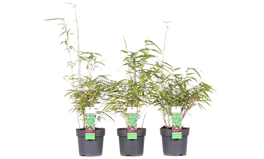 Image 3: Three Red Bamboo Plants 