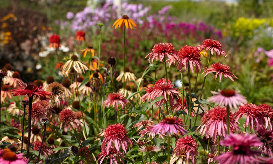 Image 3: Perennial Border Plants