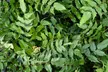 One or Two Mahonia japonica Potted Plants - Image 2