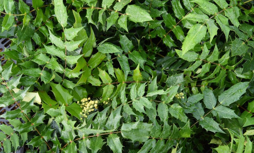 Image 2: One or Two Mahonia japonica Potted Plants