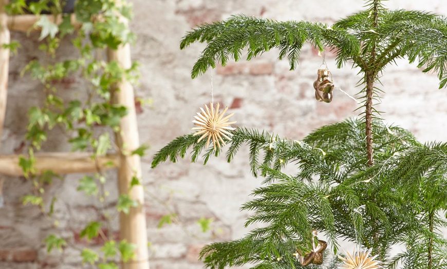 Image 7: Norfolk Island Pine Christmas