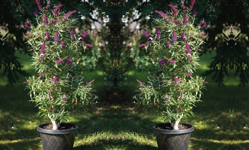 Image 5: One or Three Buddleja Butterfly Tower Plants